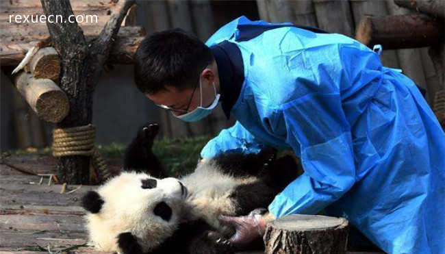 熊猫饲养员