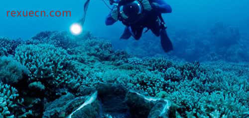 世界上最大的天然海水珍珠产自砗磲