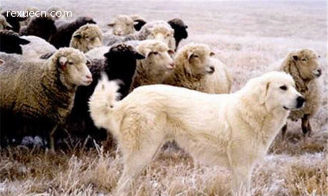 土耳其牧羊犬