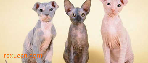 世界十大最奇特的猫排行4、勒夫科伊猫