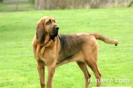 世界上最著名的也是体型最大的嗅觉猎犬之一，寻血猎犬