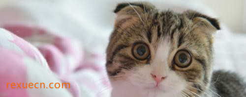 世界十大最奇特的猫排行9、苏格兰折耳猫