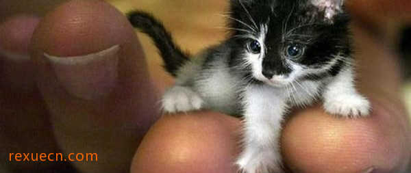 【组图】世界上最小的猫：吉尼斯认证 仅7厘米