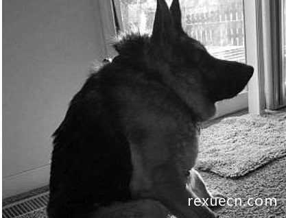 世界上最丑的犬种，卡西莫多犬(天生残疾没有脖子)