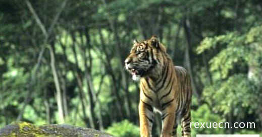 现存世界上最小的老虎，苏门答腊虎仅剩400只