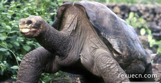 全球最后一只加拉帕戈斯象龟离世，孤独乔治活了100多岁
