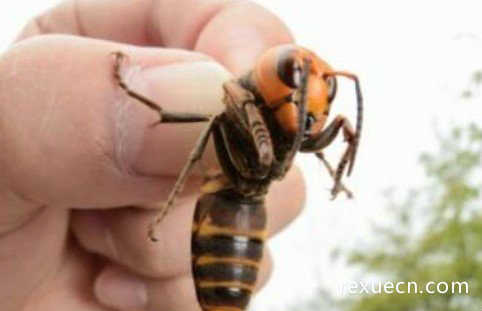 世界上最可怕的毒蜂，10亿只非洲杀人蜂