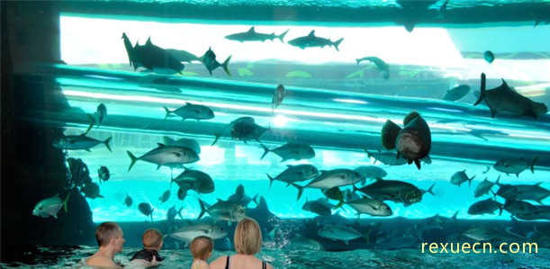 拉斯维加斯的水族馆游泳池