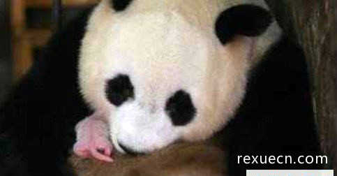 全球最小熊猫幼仔，堪与鸡蛋比大小