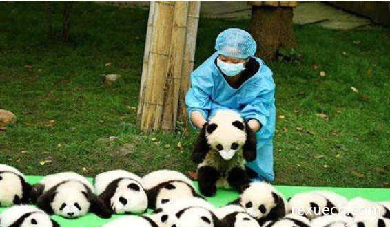 全球最小熊猫幼仔，堪与鸡蛋比大小