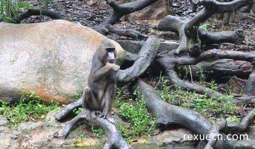 世界上最大的猴科动物，外形奇特的它们身长能接近80厘米