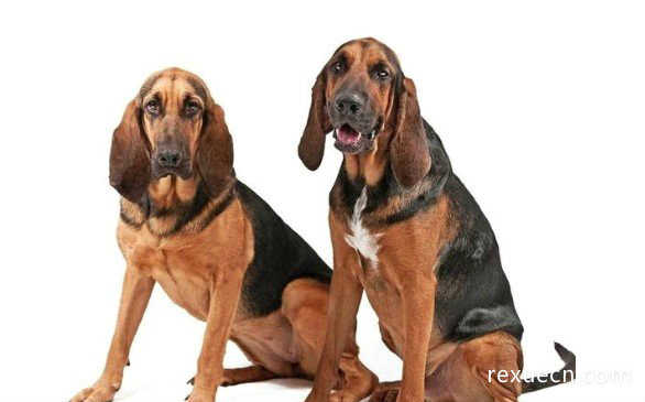 世界上最著名的也是体型最大的嗅觉猎犬之一，寻血猎犬