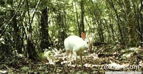 神农架罕见动物白化小麂 白化动物为何频繁出现在神农架