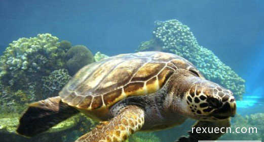 世界最长寿的动物之海龟，寿命最长能活300多岁