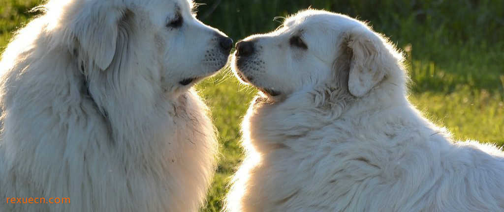 十大忠诚的狗排名:保护主人意识最强,养它们没错!