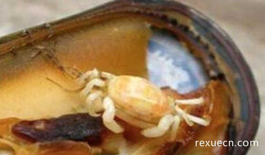 豆蟹 世界上最小的螃蟹