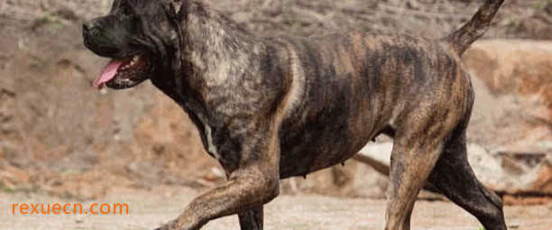 全球十大被禁养狗狗排行榜3、加纳利犬