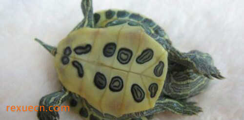 巴西龟寿命，活不到35岁(附延长寿命办法)