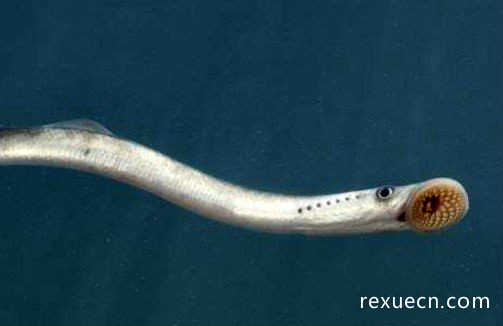 世界上最恶心的脊椎动物，七鳃鳗满是牙齿的嘴巴吸血
