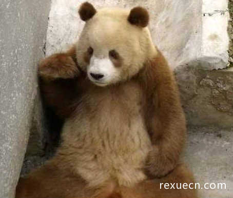 世界上仅存的一只棕色大熊猫，七仔棕色皮毛返祖现象