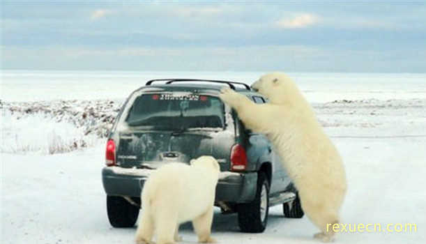丘吉尔的北极熊