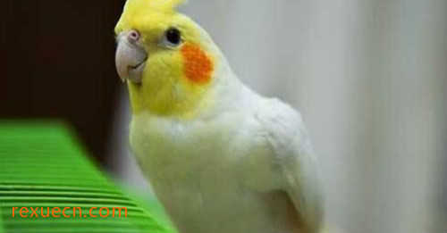 盘点常见的十种鹦鹉，第七最长寿，第一最可爱