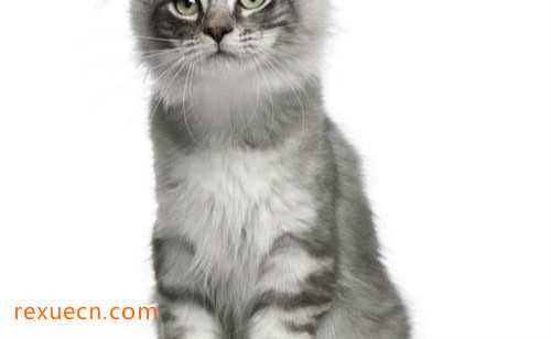 世界十大最奇特的猫排行8、美国卷毛猫