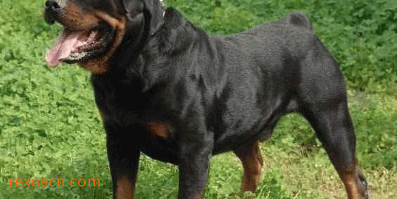 世界十大斗犬排名第一最强悍凶猛看着都怕  