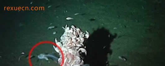 世界上最深的海沟，马里亚纳海沟(最深记录11034米)