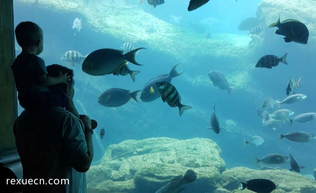 全球海洋馆排名 带你感受独特的海底世界