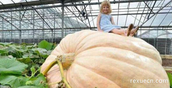 世界上最大的南瓜有多重？重达953公斤