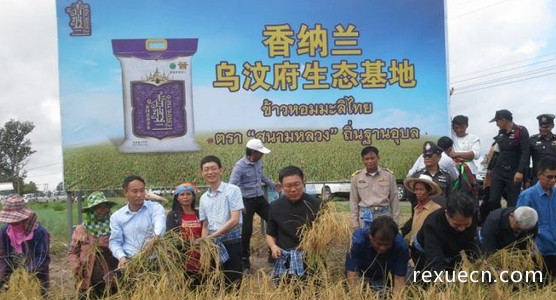 乌汶府政府联合泰中米商直接收购大米有效缓解稻农大米滞销