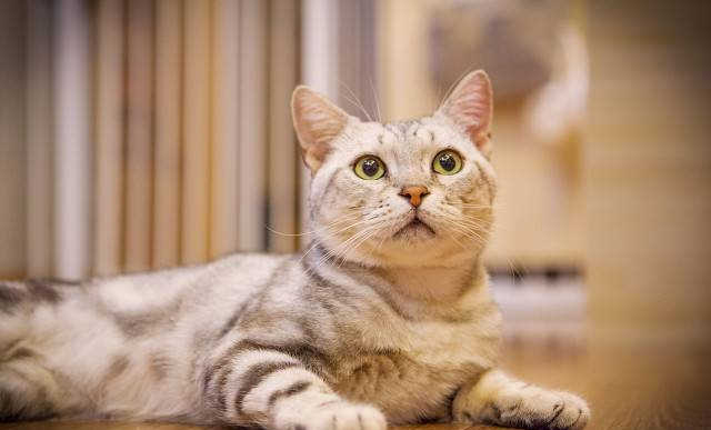 宠物店猫咪多少钱一只(网上买猫哪个网站正规)